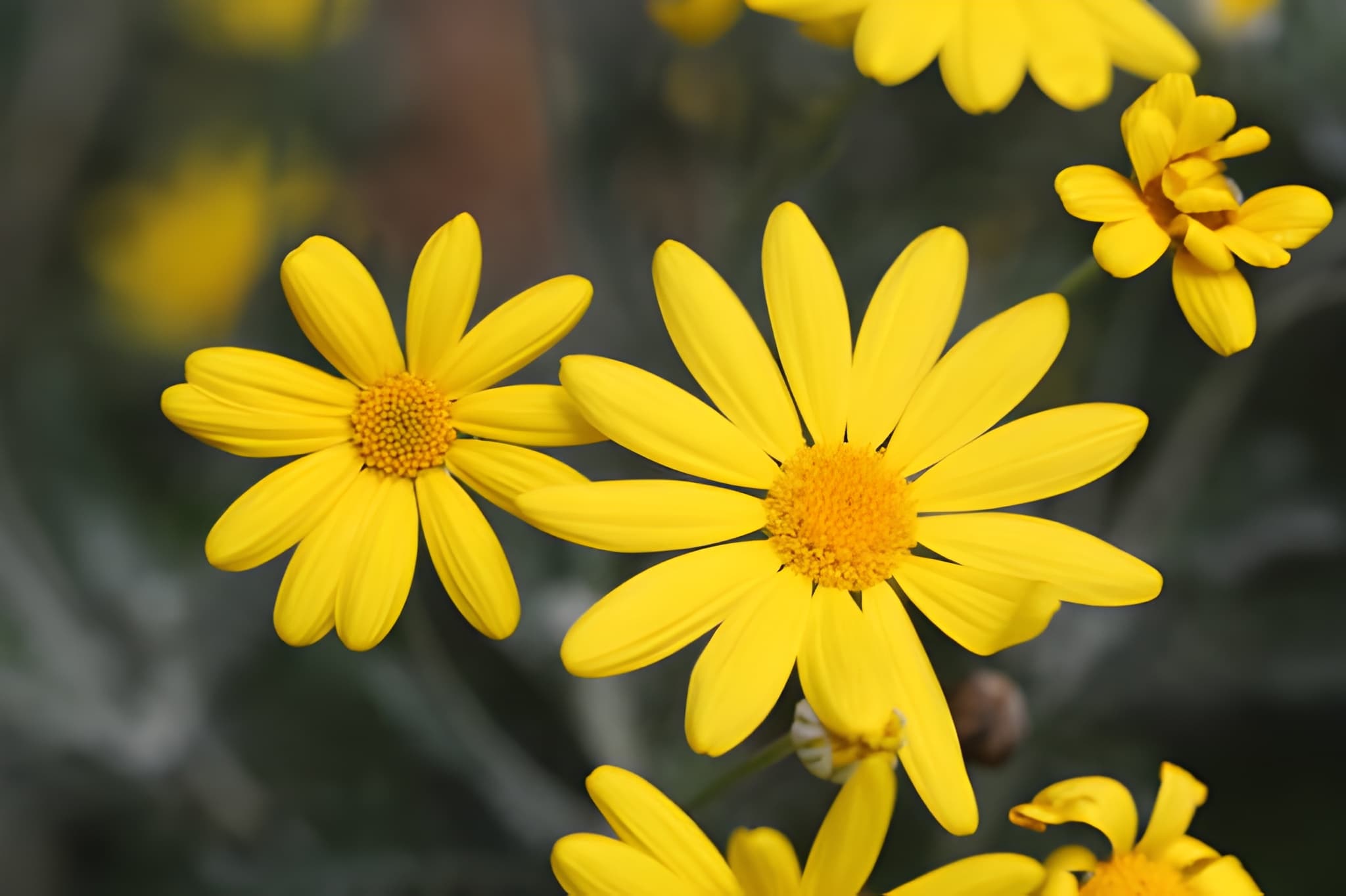 Botterblom Marigold Daisy butter yellow flowers
